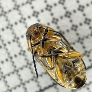 Aporocera (Aporocera) consors at Lyneham, ACT - 22 Mar 2023