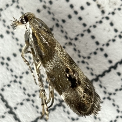 Tebenna micalis (Small Thistle Moth) at Lyneham, ACT - 22 Mar 2023 by Hejor1