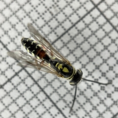 Aeolothynnus sp. (genus) (A flower wasp) at Lyneham Wetland - 22 Mar 2023 by Hejor1