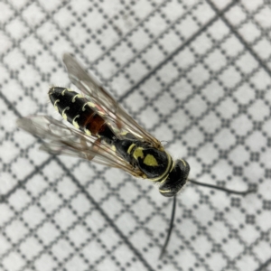 Aeolothynnus sp. (genus) at Lyneham, ACT - 22 Mar 2023 04:28 PM