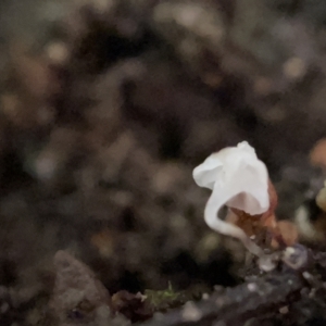 zz agaric (stem; gills white/cream) at Braddon, ACT - 30 Mar 2023 01:48 PM