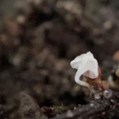 zz agaric (stem; gills white/cream) at Braddon, ACT - 30 Mar 2023 by Hejor1