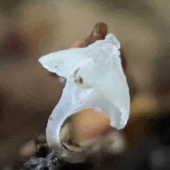 zz agaric (stem; gills white/cream) at Braddon, ACT - 30 Mar 2023 01:48 PM