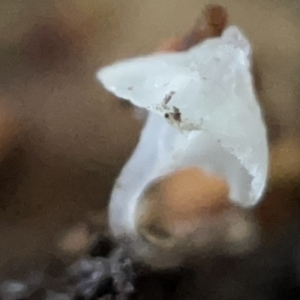 zz agaric (stem; gills white/cream) at Braddon, ACT - 30 Mar 2023 01:48 PM