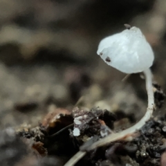 zz agaric (stem; gills white/cream) at Braddon, ACT - 30 Mar 2023