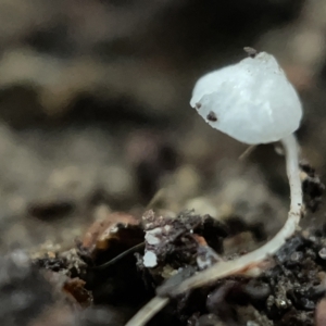 zz agaric (stem; gills white/cream) at Braddon, ACT - 30 Mar 2023 01:48 PM