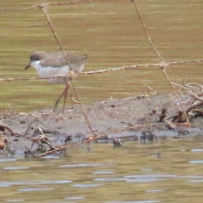 Erythrogonys cinctus (Red-kneed Dotterel) at Bungendore, NSW - 1 Apr 2023 by TomW