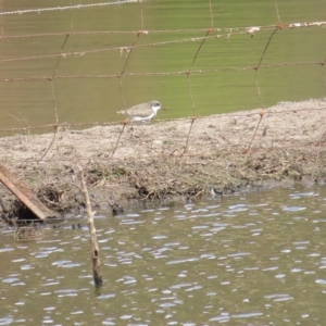 Erythrogonys cinctus at Bungendore, NSW - 1 Apr 2023