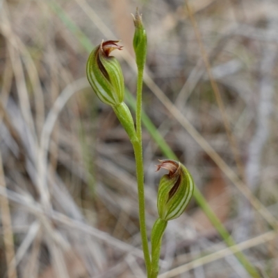 Speculantha rubescens (Blushing Tiny Greenhood) at Molonglo Valley, ACT - 1 Apr 2023 by RobG1