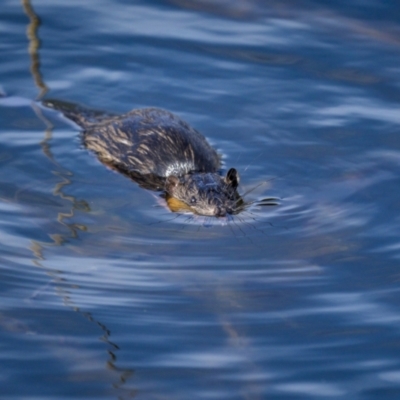 Hydromys chrysogaster (Rakali or Water Rat) at Lower Cotter Catchment - 31 Mar 2023 by trevsci