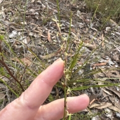 Lepidosperma laterale (Variable Sword Sedge) at Aranda, ACT - 1 Apr 2023 by lbradley