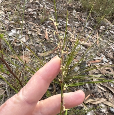 Lepidosperma laterale (Variable Sword Sedge) at Aranda, ACT - 1 Apr 2023 by lbradley