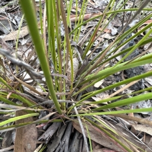 Lepidosperma laterale at Aranda, ACT - 1 Apr 2023