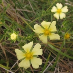 Potentilla recta (Sulphur Cinquefoil) at Whitlam, ACT - 24 Mar 2023 by pinnaCLE