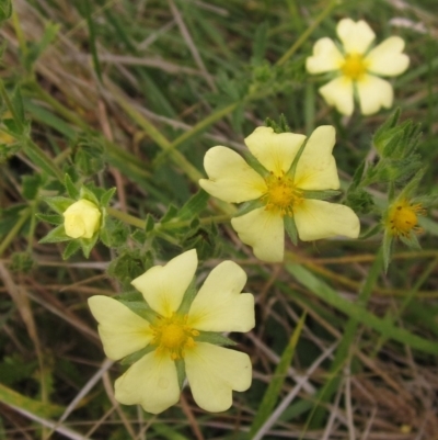 Potentilla recta (Sulphur Cinquefoil) at Whitlam, ACT - 24 Mar 2023 by pinnaCLE