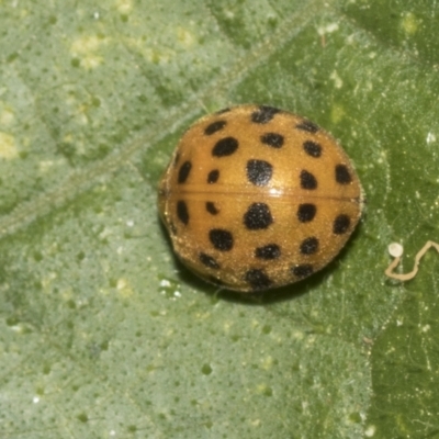 Epilachna sumbana (A Leaf-eating Ladybird) at Higgins, ACT - 1 Apr 2023 by AlisonMilton