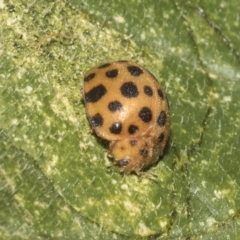 Epilachna sumbana at Higgins, ACT - 1 Apr 2023 04:03 PM