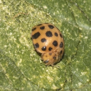 Epilachna sumbana at Higgins, ACT - 1 Apr 2023 04:03 PM