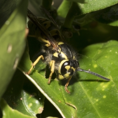 Vespula germanica (European wasp) at Higgins, ACT - 28 Mar 2023 by AlisonMilton