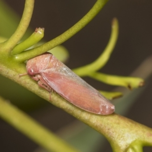 Katipo sp. (genus) at Higgins, ACT - 23 Dec 2022 09:47 AM