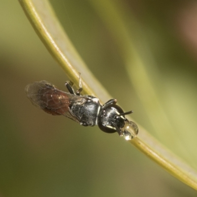 Hylaeus (Prosopisteron) littleri (Hylaeine colletid bee) at Higgins, ACT - 22 Dec 2022 by AlisonMilton