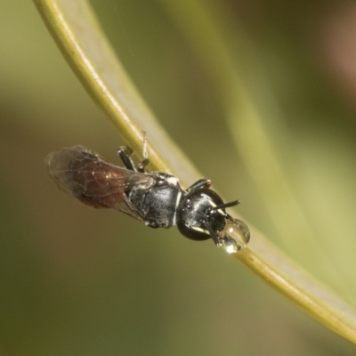 Hylaeus (Prosopisteron) littleri (Hylaeine colletid bee) at Higgins, ACT - 23 Dec 2022 by AlisonMilton