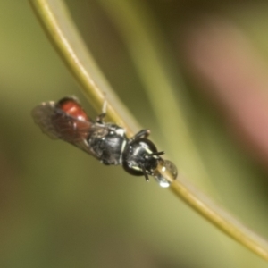 Hylaeus (Prosopisteron) littleri at Higgins, ACT - 23 Dec 2022