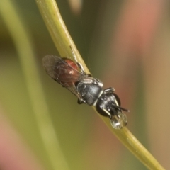 Hylaeus (Prosopisteron) littleri at Higgins, ACT - 23 Dec 2022 09:52 AM