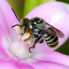 Megachile (Eutricharaea) maculariformis at Page, ACT - 1 Apr 2023