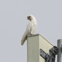 Cacatua sanguinea at Harden, NSW - 27 Mar 2023 10:41 AM