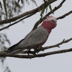 Eolophus roseicapilla (Galah) at Harden, NSW - 26 Mar 2023 by AlisonMilton