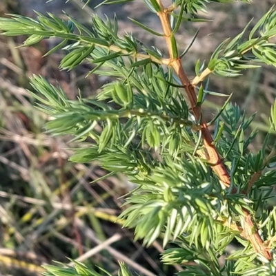 Juniperus sp. (Juniper) at Fadden, ACT - 30 Mar 2023 by KumikoCallaway