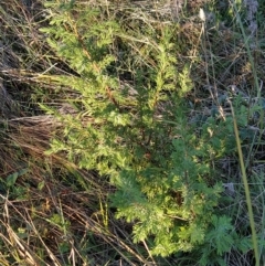 Juniperus sp. at Fadden, ACT - 31 Mar 2023