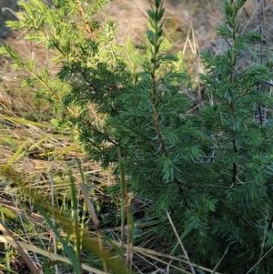 Juniperus sp. at Fadden, ACT - 31 Mar 2023