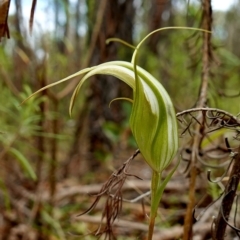 Diplodium ampliatum (Large Autumn Greenhood) at Stromlo, ACT - 1 Apr 2023 by RobG1