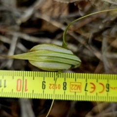 Diplodium ampliatum at Stromlo, ACT - suppressed