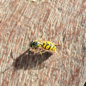 Vespula germanica at Watson, ACT - 1 Apr 2023