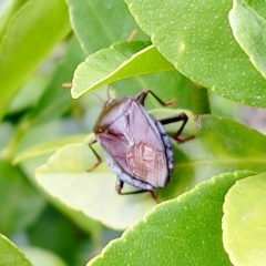 Musgraveia sulciventris (Bronze Orange Bug) at Hawker, ACT - 1 Apr 2023 by sangio7