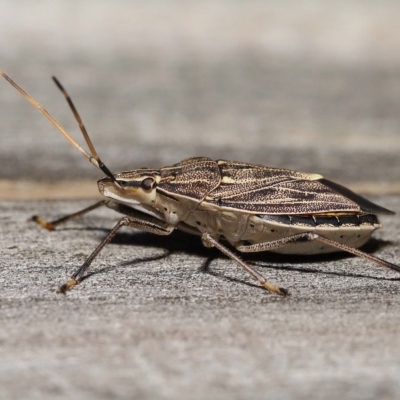 Poecilometis histricus (Zebra Gum Tree Shield Bug) at  - suppressed by TimL