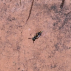 Ammatomus icarioides at Wellington Point, QLD - suppressed