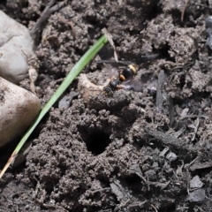 Ammatomus icarioides at Wellington Point, QLD - suppressed