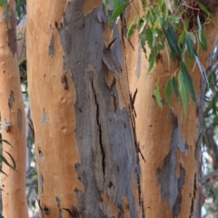 Eucalyptus sp. (A Gum Tree) at Wodonga, VIC - 31 Mar 2023 by KylieWaldon