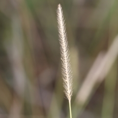 Setaria (genus) (Pigeon Grass) at Wodonga, VIC - 1 Apr 2023 by KylieWaldon