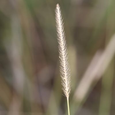 Setaria (genus) (Pigeon Grass) at Wodonga, VIC - 1 Apr 2023 by KylieWaldon