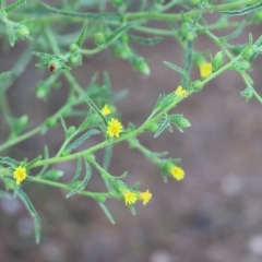 Dittrichia graveolens (Stinkwort) at Wodonga, VIC - 1 Apr 2023 by KylieWaldon