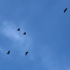 Corvus mellori (Little Raven) at Wodonga, VIC - 1 Apr 2023 by KylieWaldon