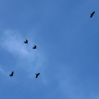Corvus mellori (Little Raven) at Wodonga, VIC - 1 Apr 2023 by KylieWaldon