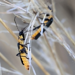 Chauliognathus lugubris (Plague Soldier Beetle) at Wodonga, VIC - 31 Mar 2023 by KylieWaldon