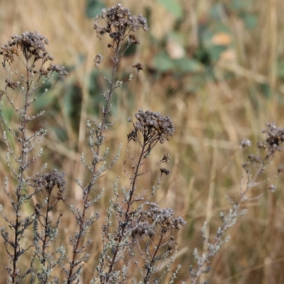 Chrysocephalum semipapposum (Clustered Everlasting) at Wodonga, VIC - 31 Mar 2023 by KylieWaldon