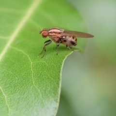 Sapromyza brunneovittata (A lauxid fly) at West Wodonga, VIC - 1 Apr 2023 by KylieWaldon